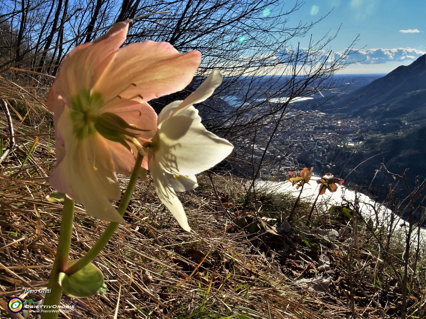 64 Splendidi ellebori in fiore rivolti sul lago.JPG